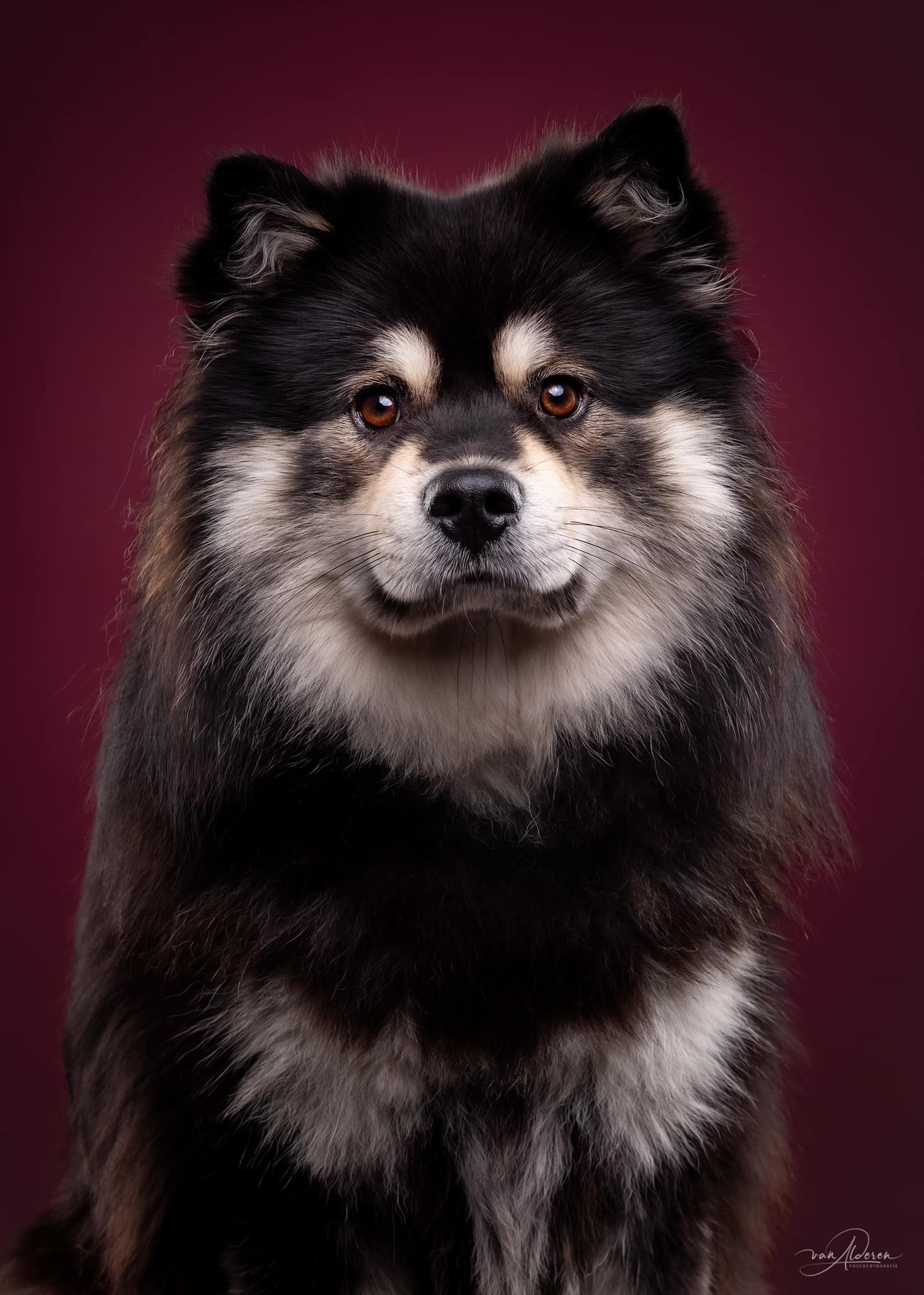 Fosco fotografie foto finse lappenhond