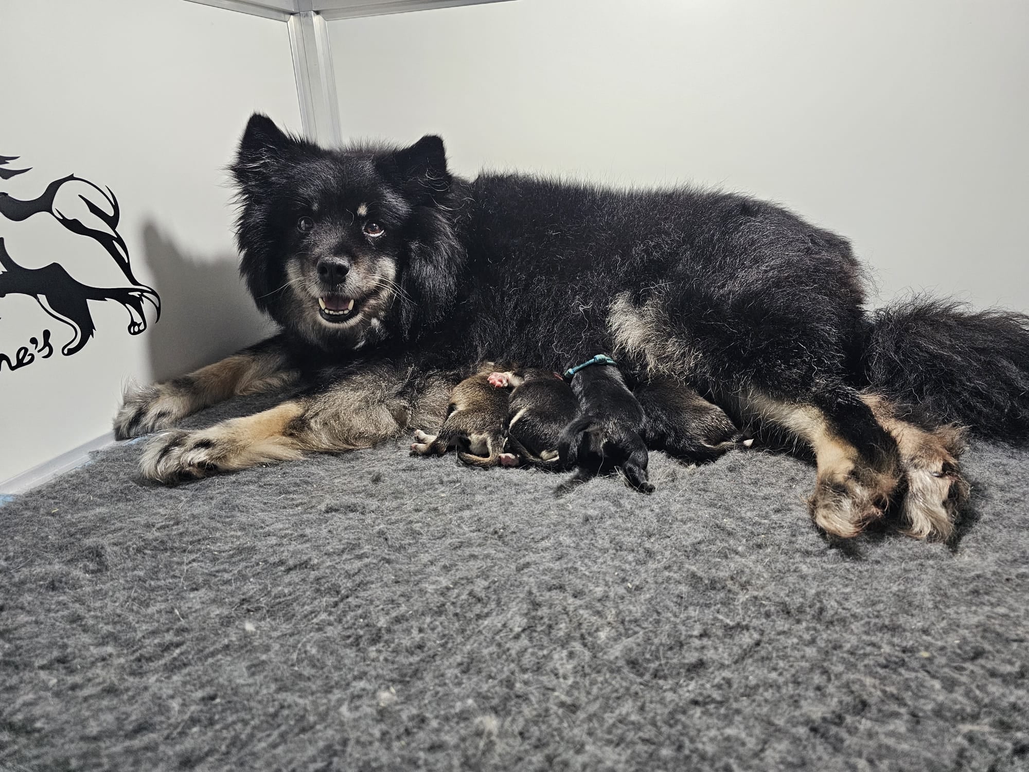 521bb224-fdff-41ef-9740-185c12bd2fbd Gaia x Rexxar