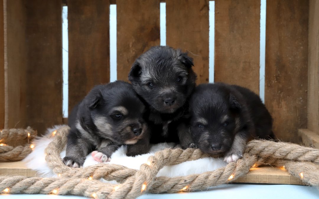 Puppies van de finse lappenhond