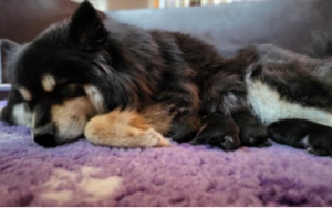 Kennel-Villapennun-300x188