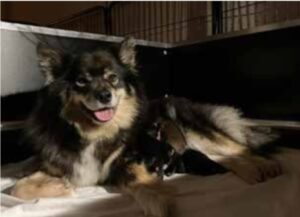 Kennel A bit of a bohemian