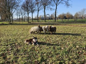 Howling Hurricane's Cassandra bij de schapen