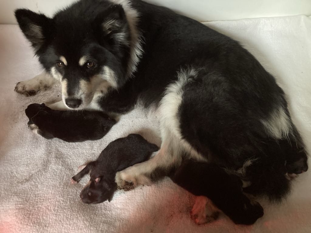 nest laura Nest Gunna