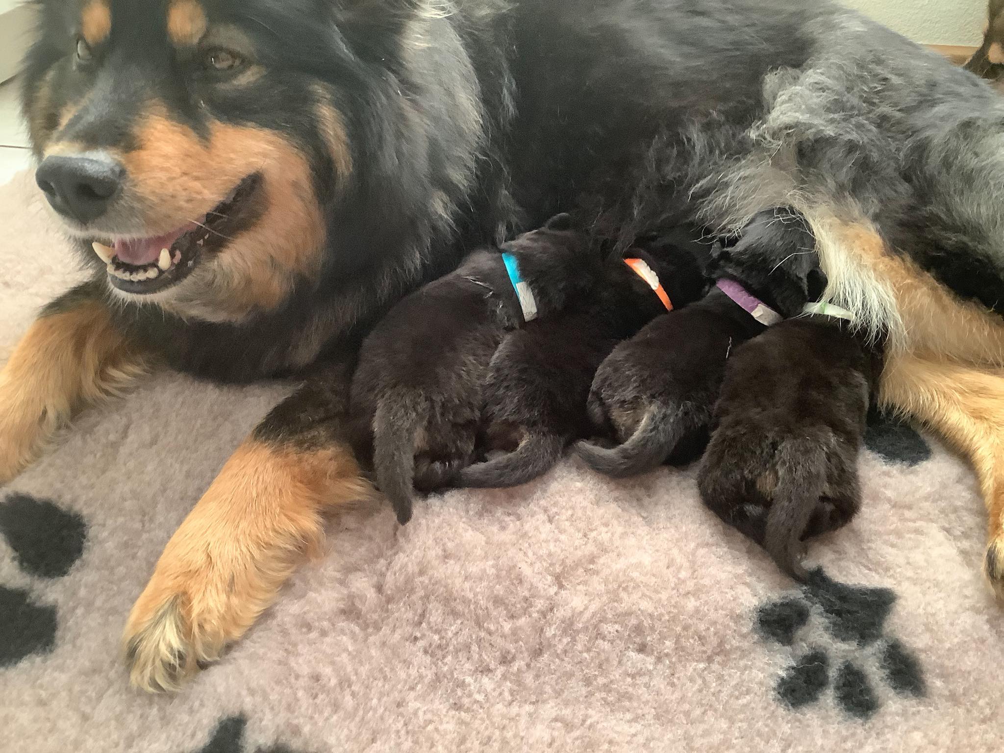 nest diana FLVN logo