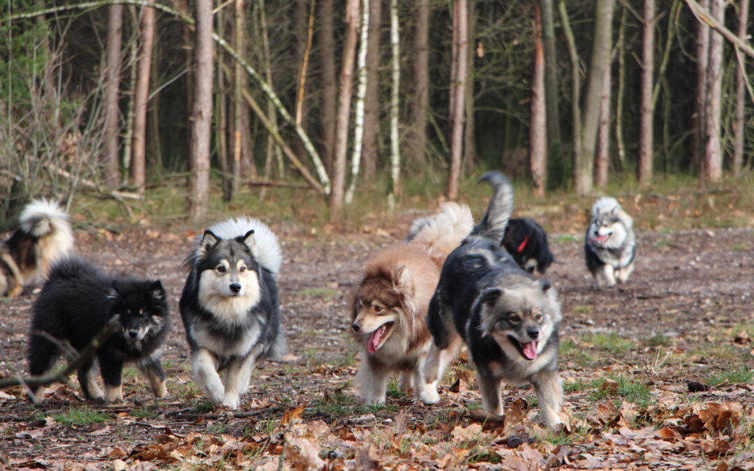 FLVN Nieuwjaarswandeling 2026