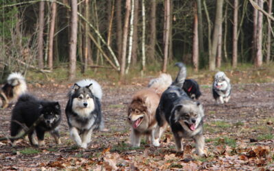 **VOL** FLVN Nieuwjaarswandeling 24 Januari