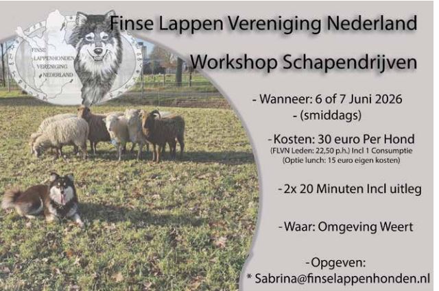 workshop schapenhouden 2026 zuiden