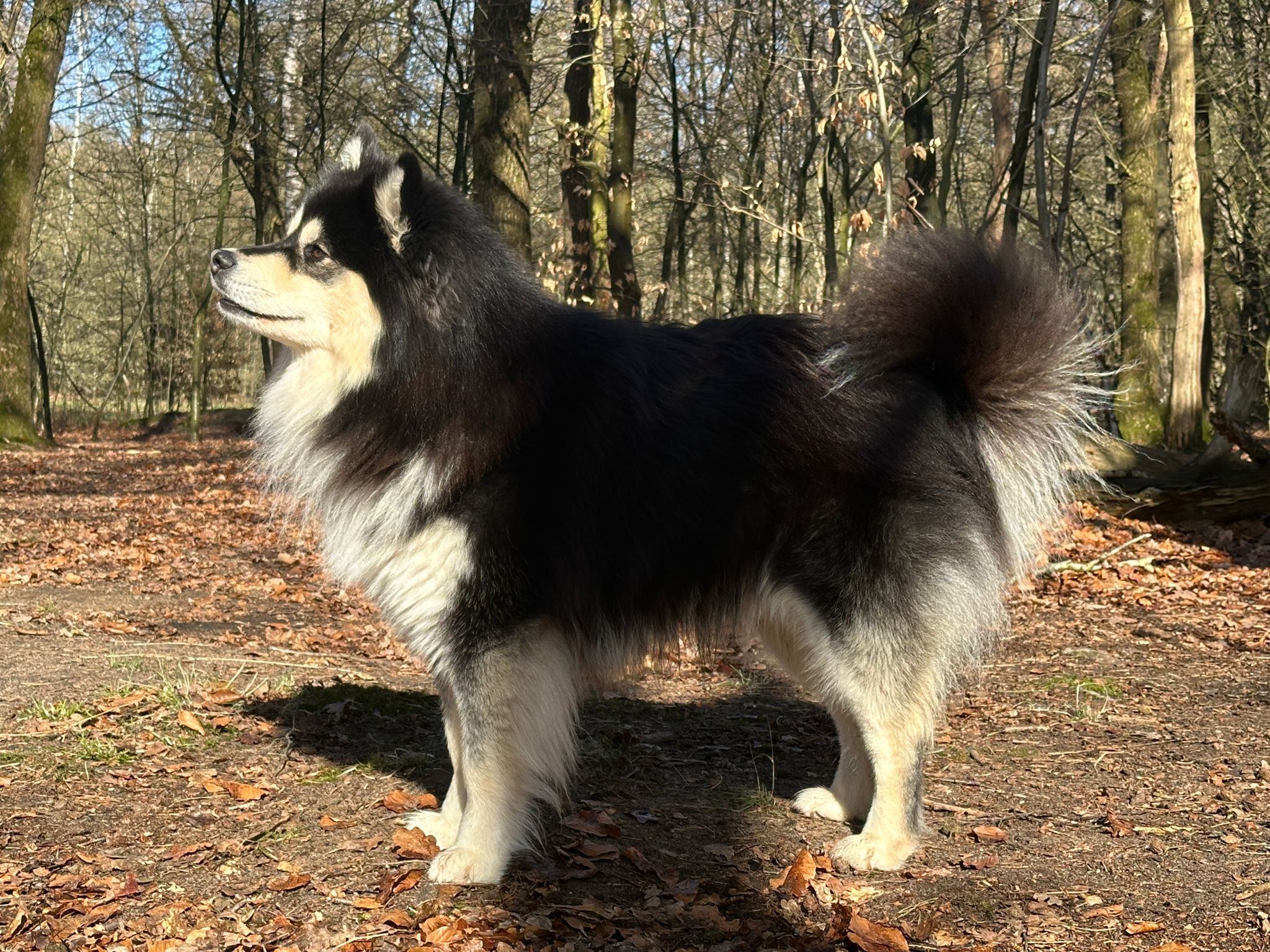 Arto